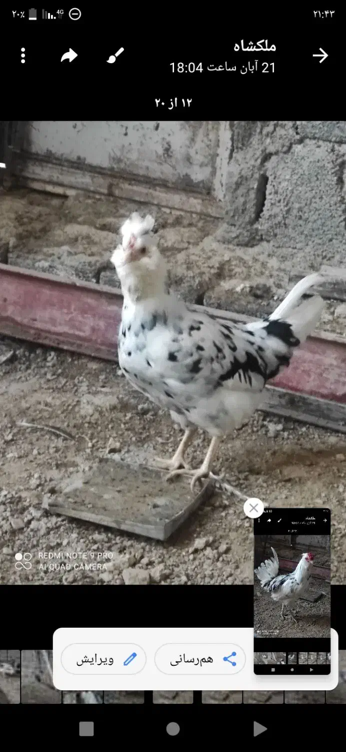 باسلام خروس ونیمچه وارگ گلین|حیوانات مزرعه|گچی, |دیوار