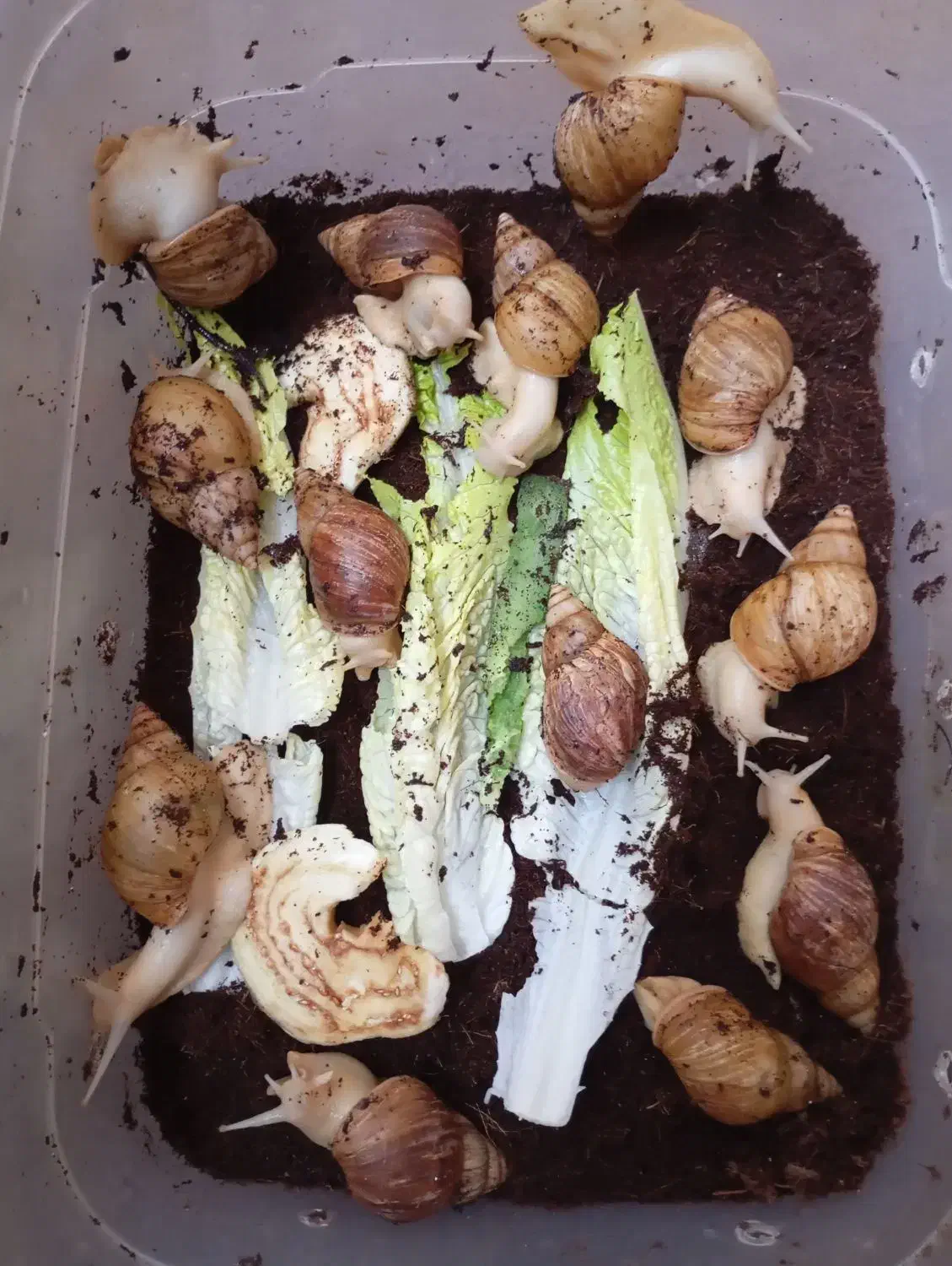 حلزون البینو|خزنده|قم, نیروگاه|دیوار