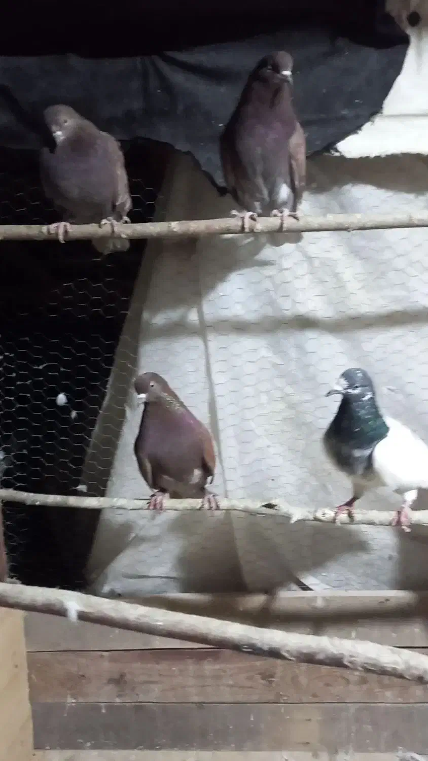 کبوتر۱۵۰ انتخابی|پرنده|بندر انزلی, کوی آزادگان|دیوار