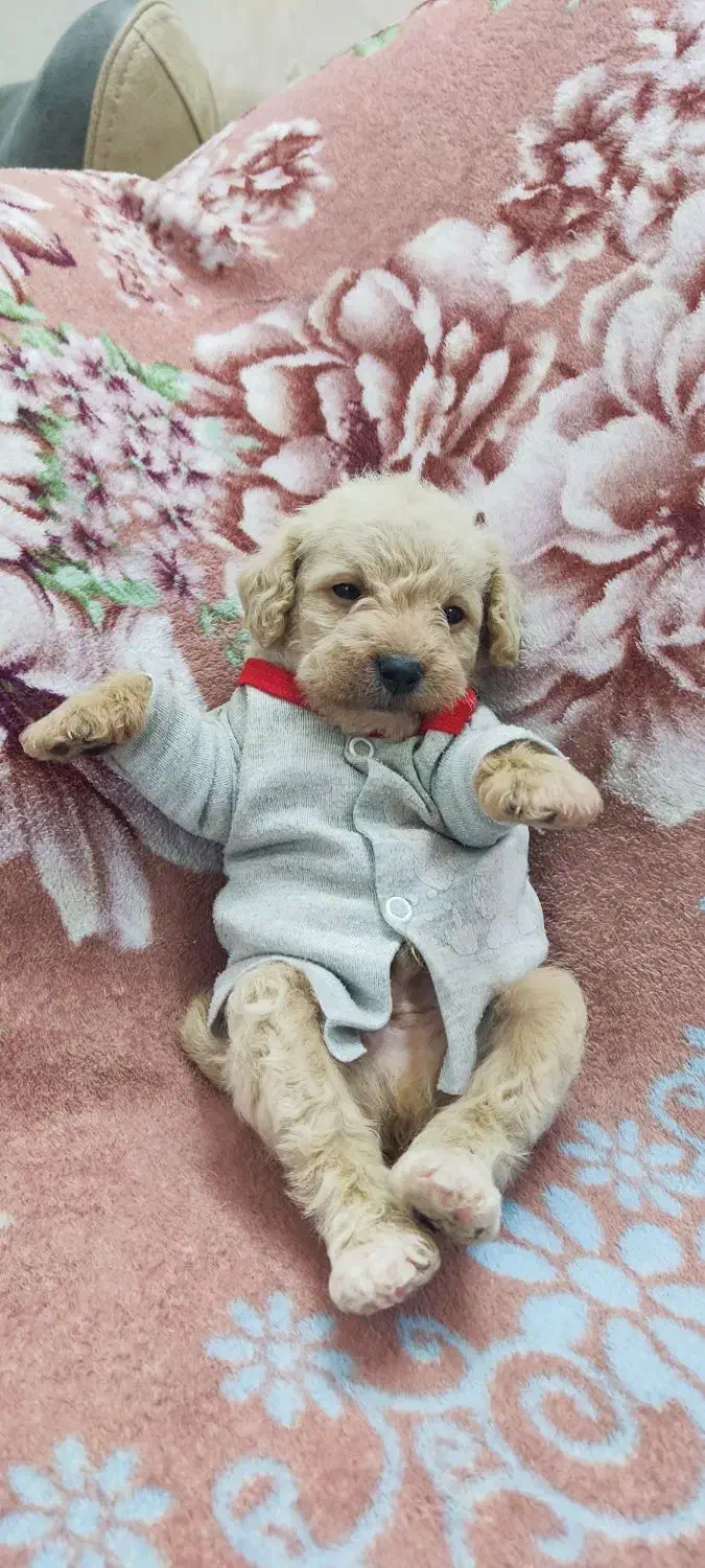 پودل نسکافه ای واکسن زده انگل تراپی شناسنامه دار|سگ|مشهد, هفده شهریور|دیوار