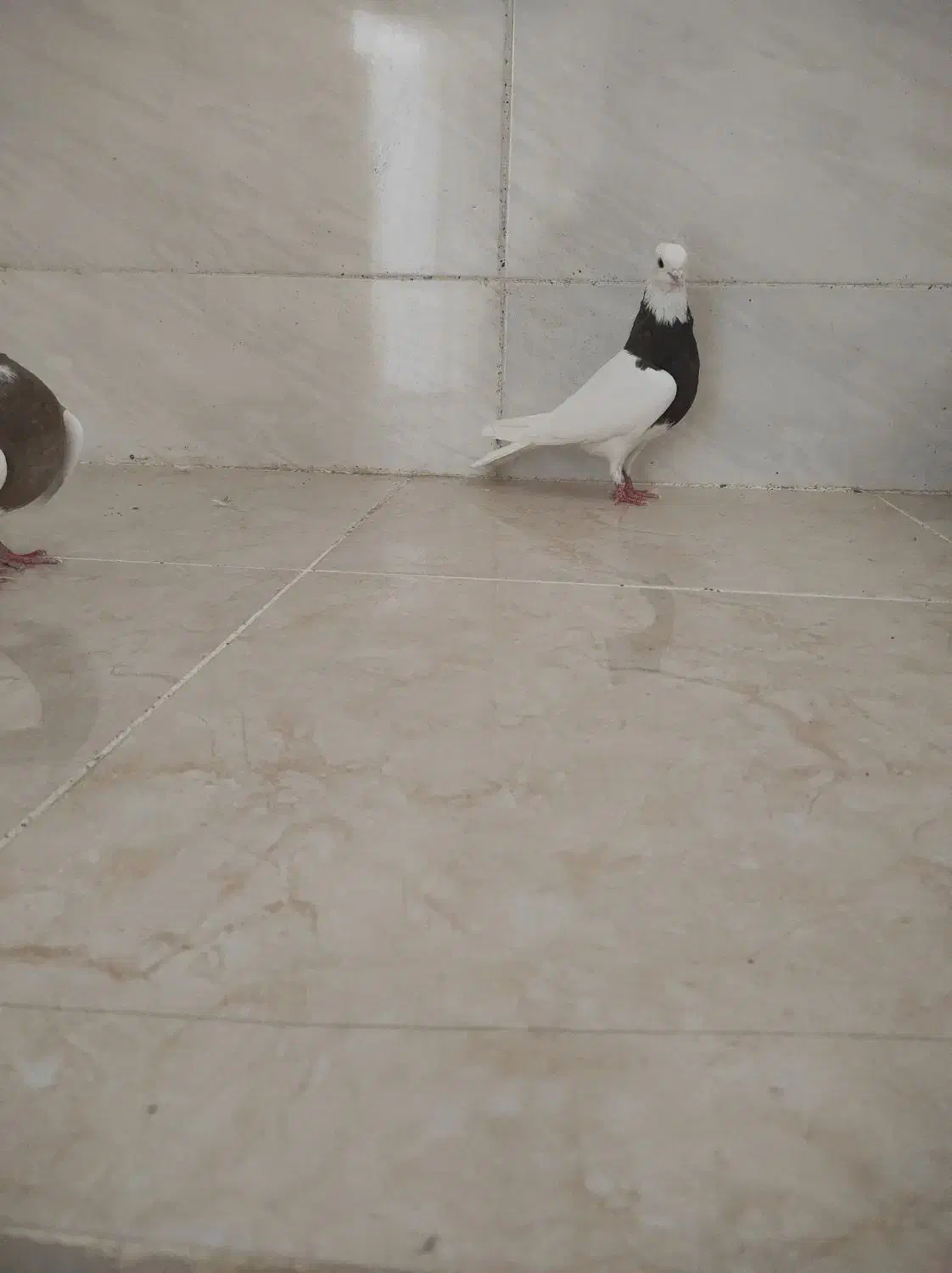 جفت ماده طوقی|پرنده|شوشتر, |دیوار