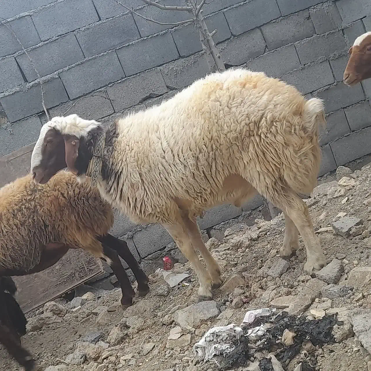 قوچ|حیوانات مزرعه|خمین, |دیوار