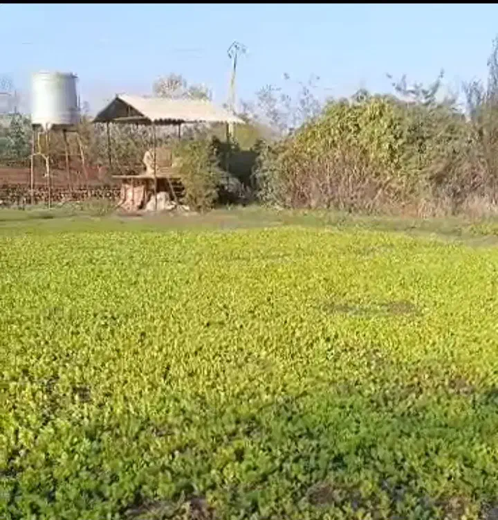 نهال کاهو پیچ روغنی نوکنده|گل و گیاه طبیعی|نوکنده, |دیوار