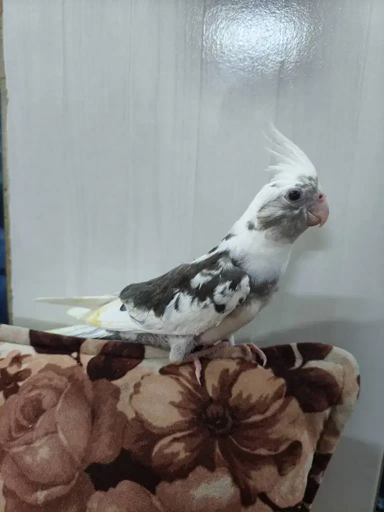 عروس هلندی|پرنده|قم, لسانی|دیوار