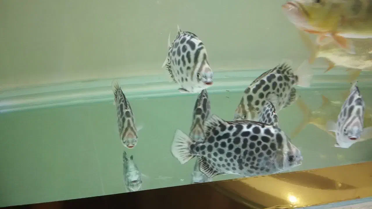 اسکات|ماهی|کرج, گلستان|دیوار