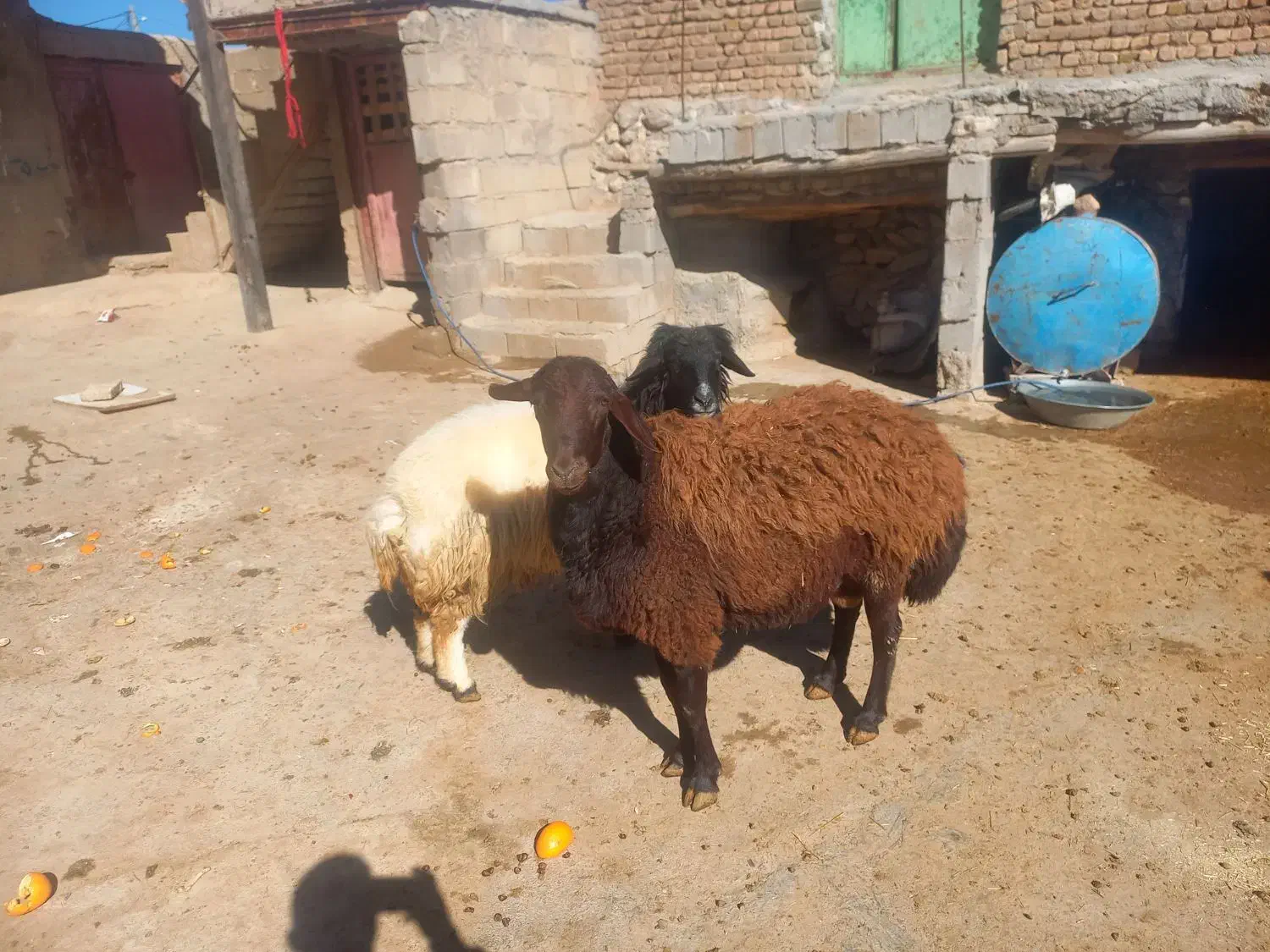 دو عدد قوچ|حیوانات مزرعه|نورآباد, |دیوار