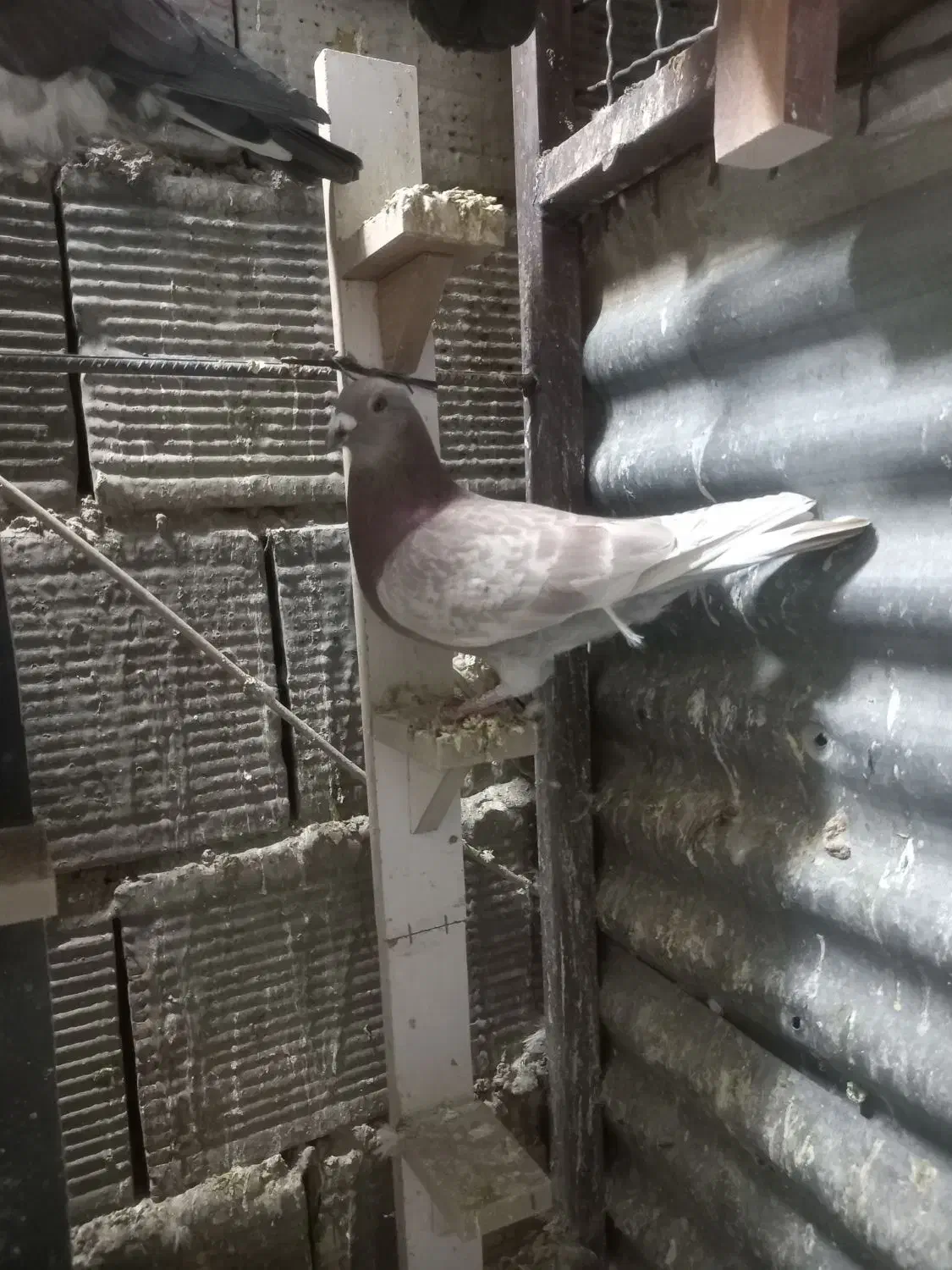 کبوتر|پرنده|خرمآباد, |دیوار