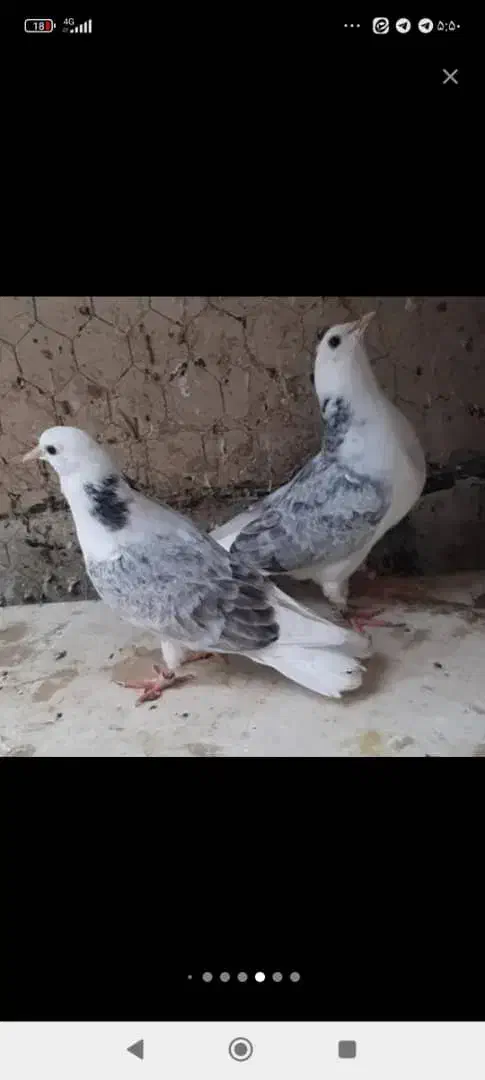 کبوتر بعد ظهری|پرنده|خمینی‌شهر, |دیوار