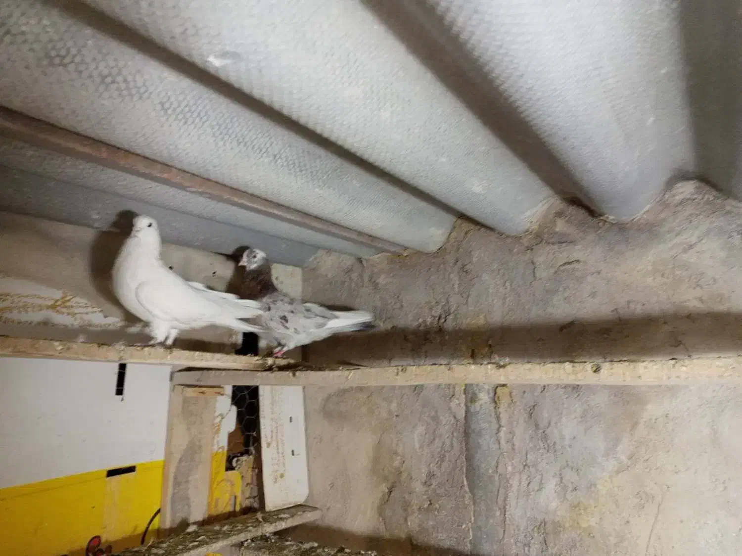 کبوتر پرشی|پرنده|سراب, |دیوار