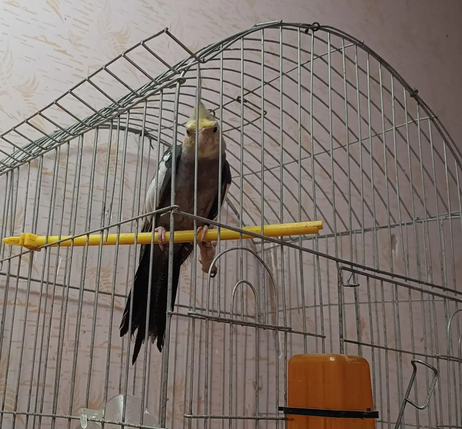 گمشده امروز صبح|پرنده|سبزوار, قدس|دیوار