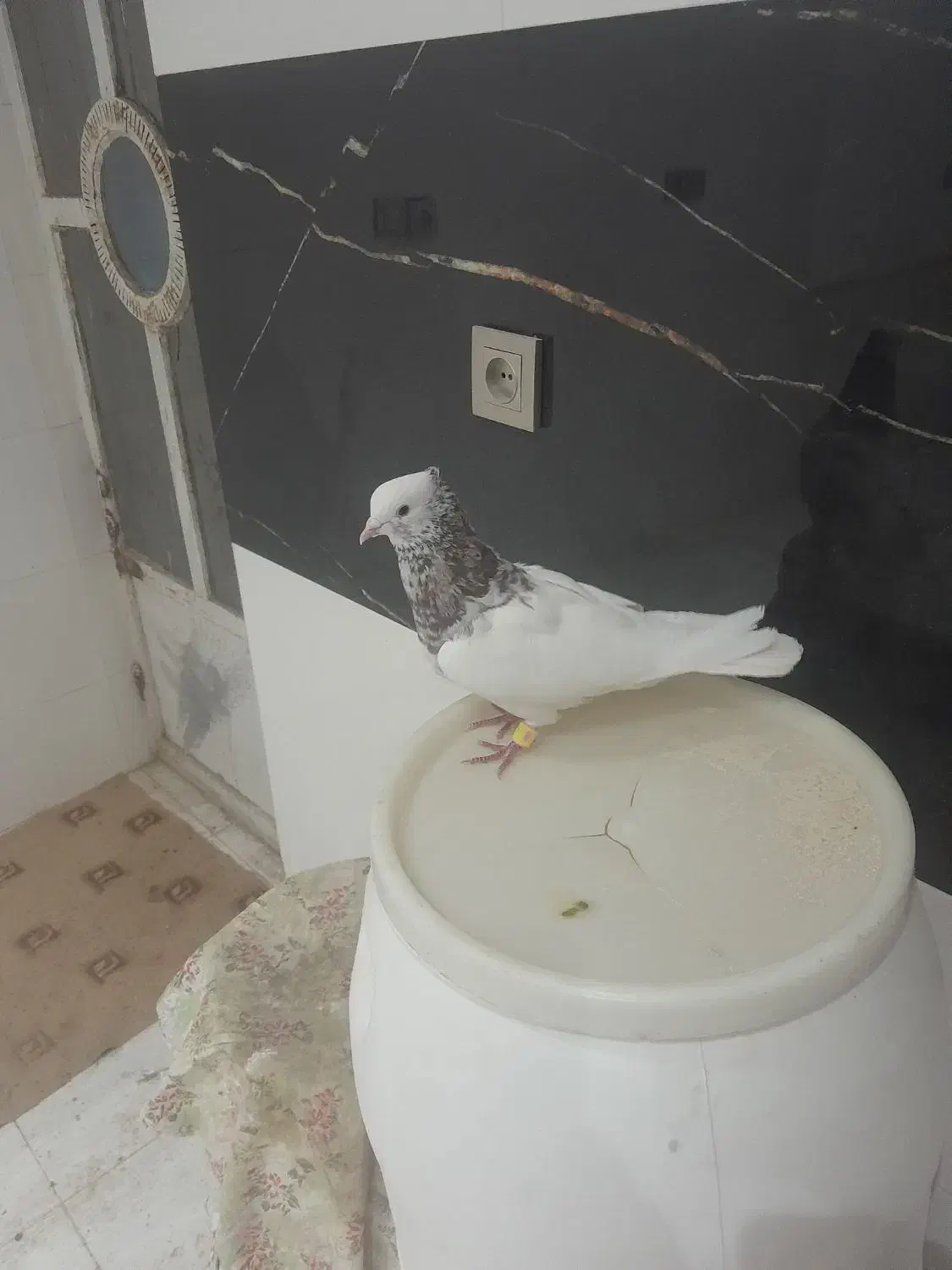 طوقی سرونج نر|پرنده|نیشابور, شهید بهشتی|دیوار