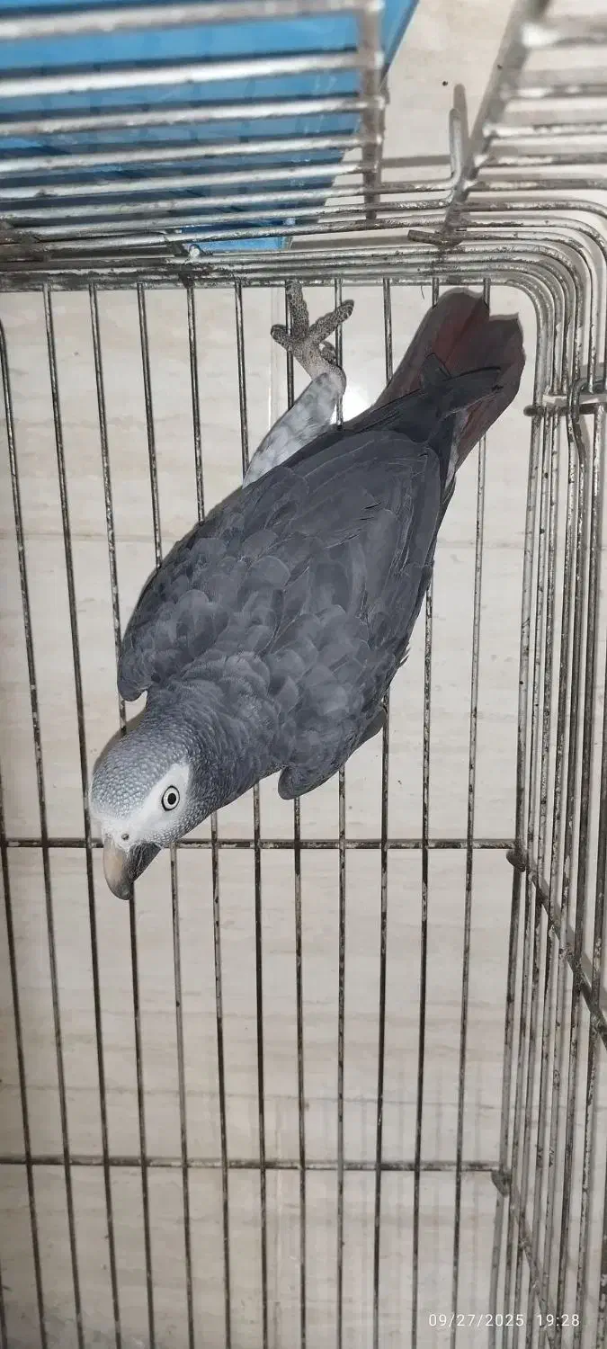 کاسکو|پرنده|رشت, کوی جام جم|دیوار