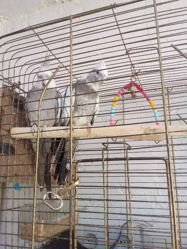 تخم گذاشتن|پرنده|مسجد سلیمان, |دیوار