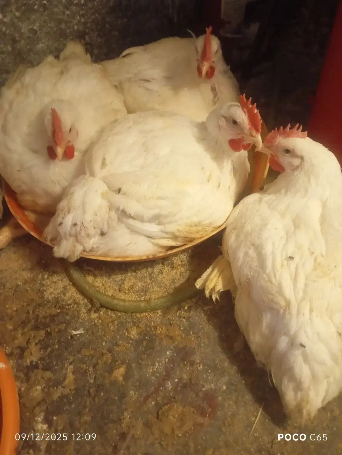 مرغ گوشتی به قیمت مرغداری|پرنده|رامیان, |دیوار