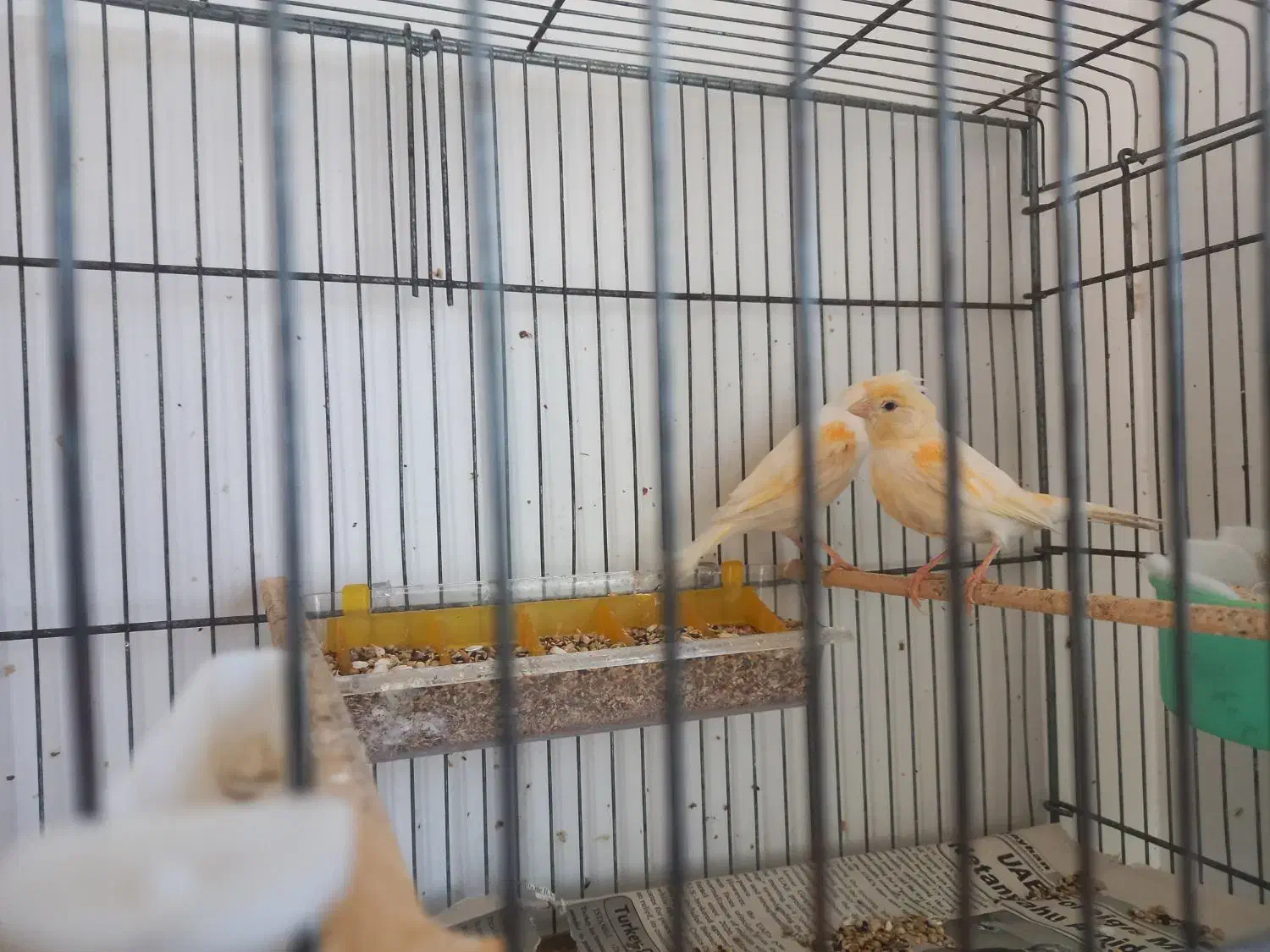 جفت موزایکی|پرنده|نوشین شهر, |دیوار