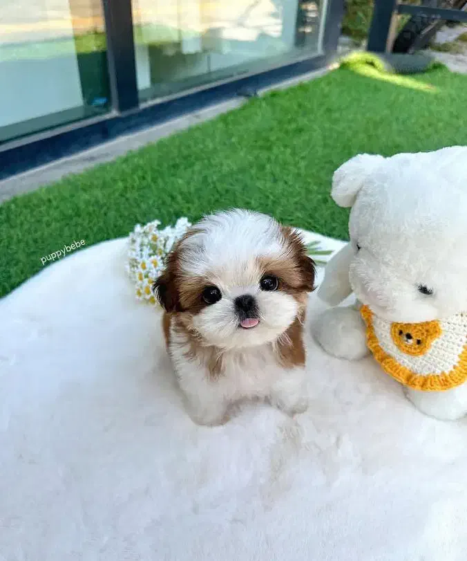 تریکالر توله کوچک شیتزو ناز|سگ|رشت, سعدی (تختی)|دیوار