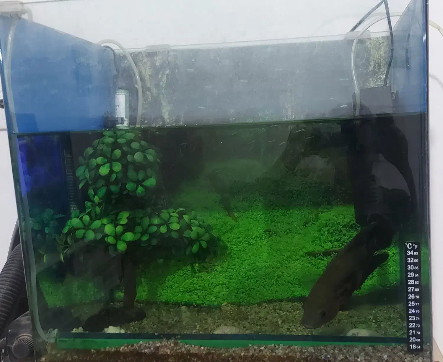 اکواریوم درحدنو|ماهی|بومهن, |دیوار