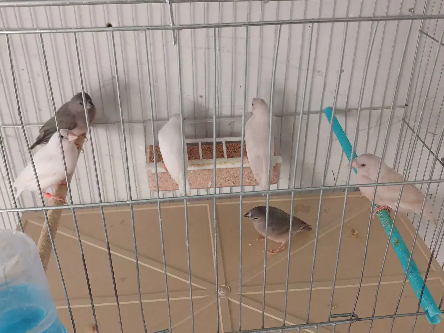 فنچ|پرنده|مرودشت, فرهنگ|دیوار