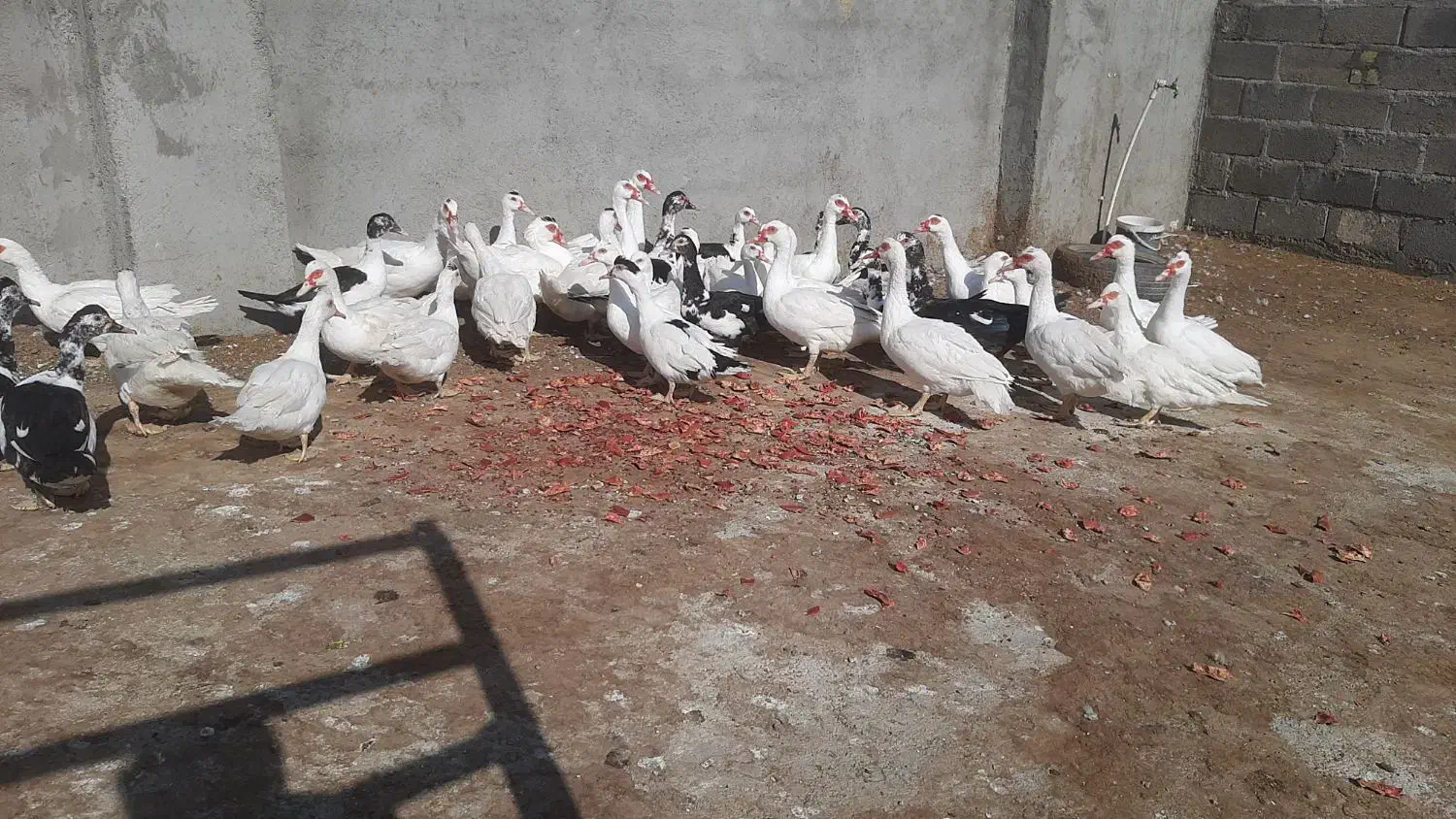 اردک اسراییلی|حیوانات مزرعه|کاشمر, |دیوار