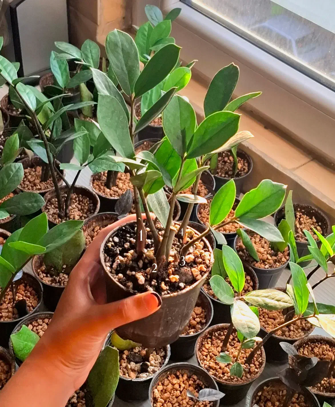 زاموفیلیا|گل و گیاه طبیعی|شیروان (خراسان), |دیوار