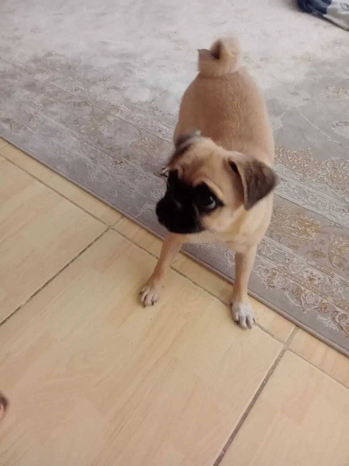 سگ پاگ|سگ|شاهینشهر, شهرک میلاد|دیوار