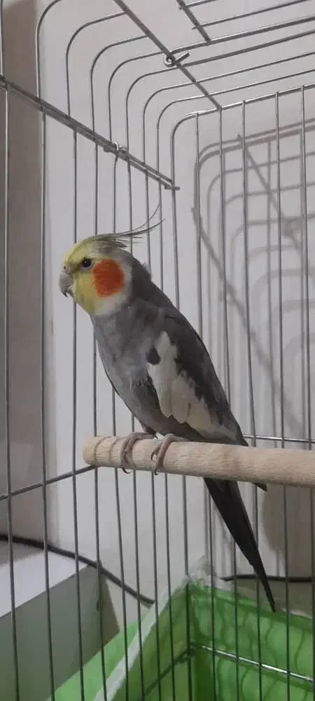 عروس هلندی|پرنده|مریوان, |دیوار