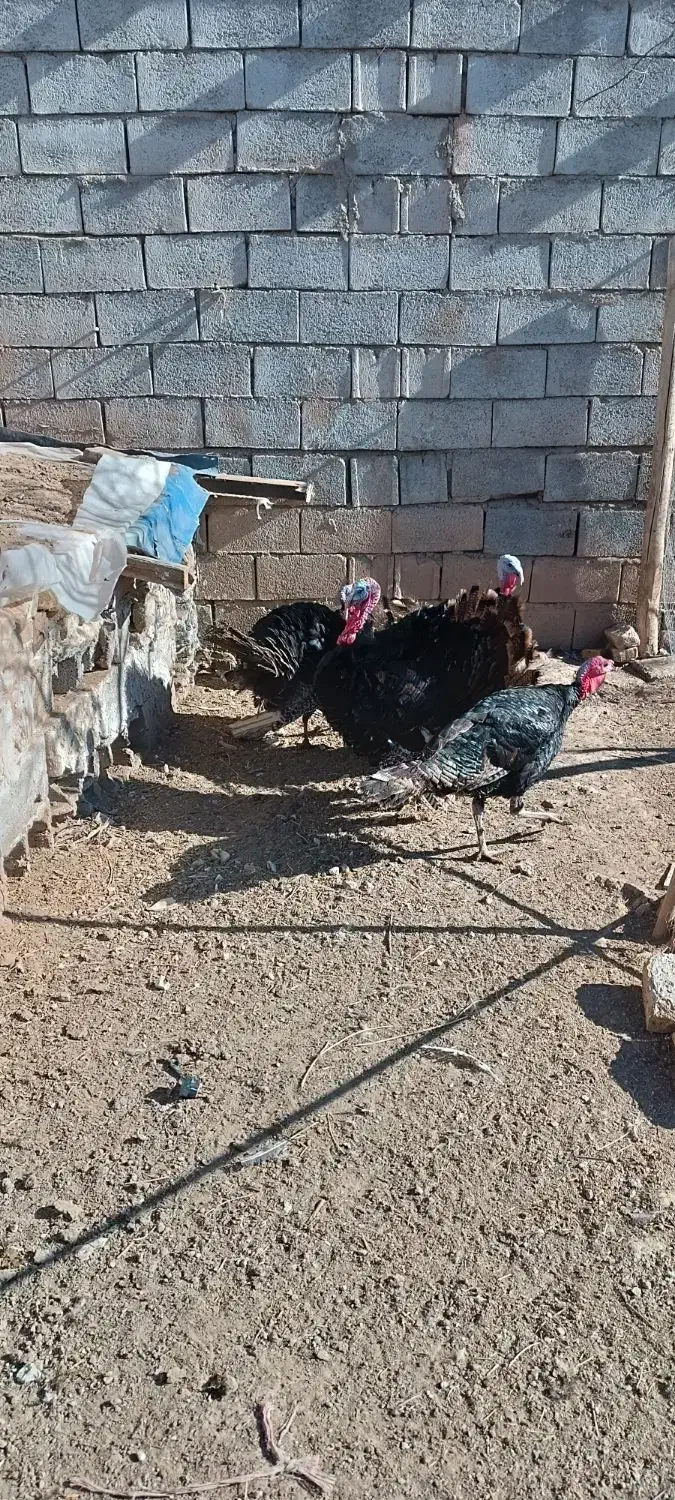 بوقلمون. نر|حیوانات مزرعه|باسمنج, |دیوار