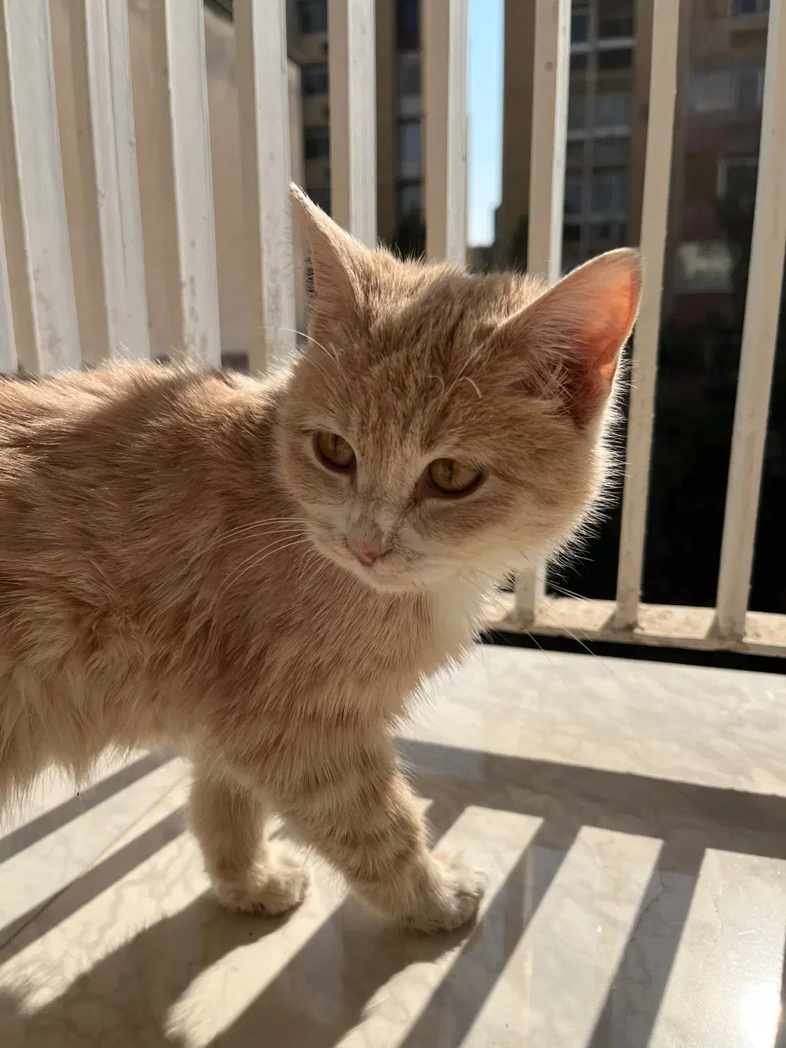 واگذاری رایگان گربه|گربه|شیراز, گلدشت معالیآباد|دیوار