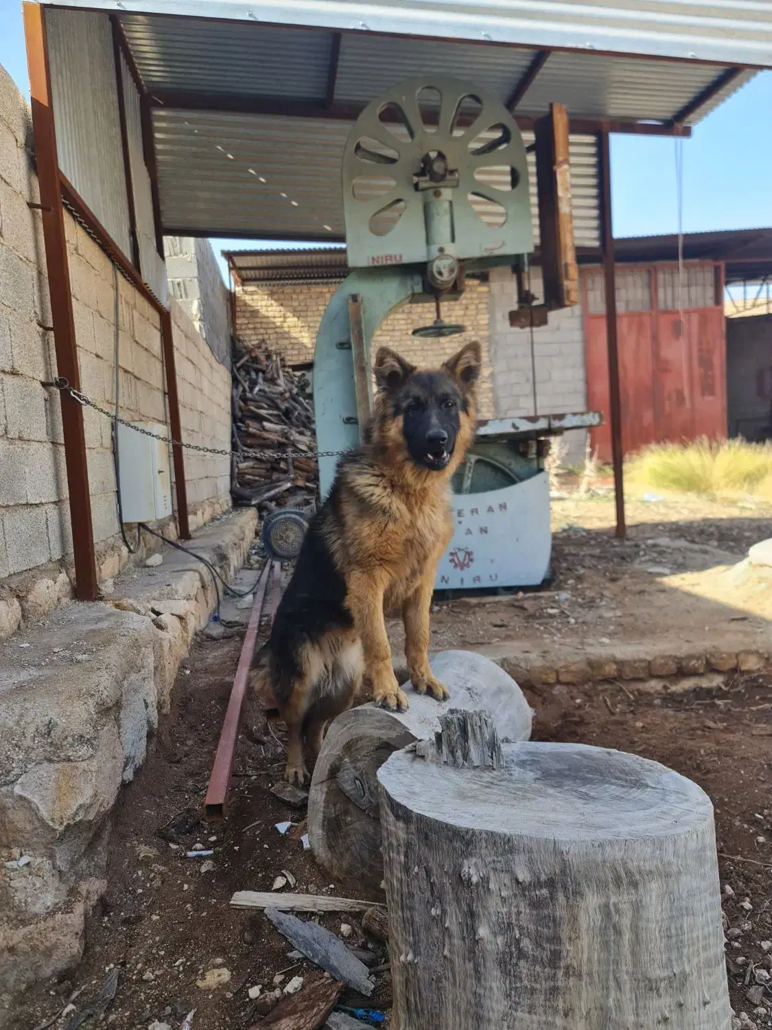 سگ ژرمن|سگ|گراش, |دیوار