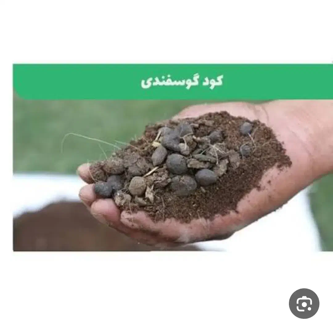 کود گوسفندی درجه یک|خدمات باغبانی و درختکاری|میبد, |دیوار