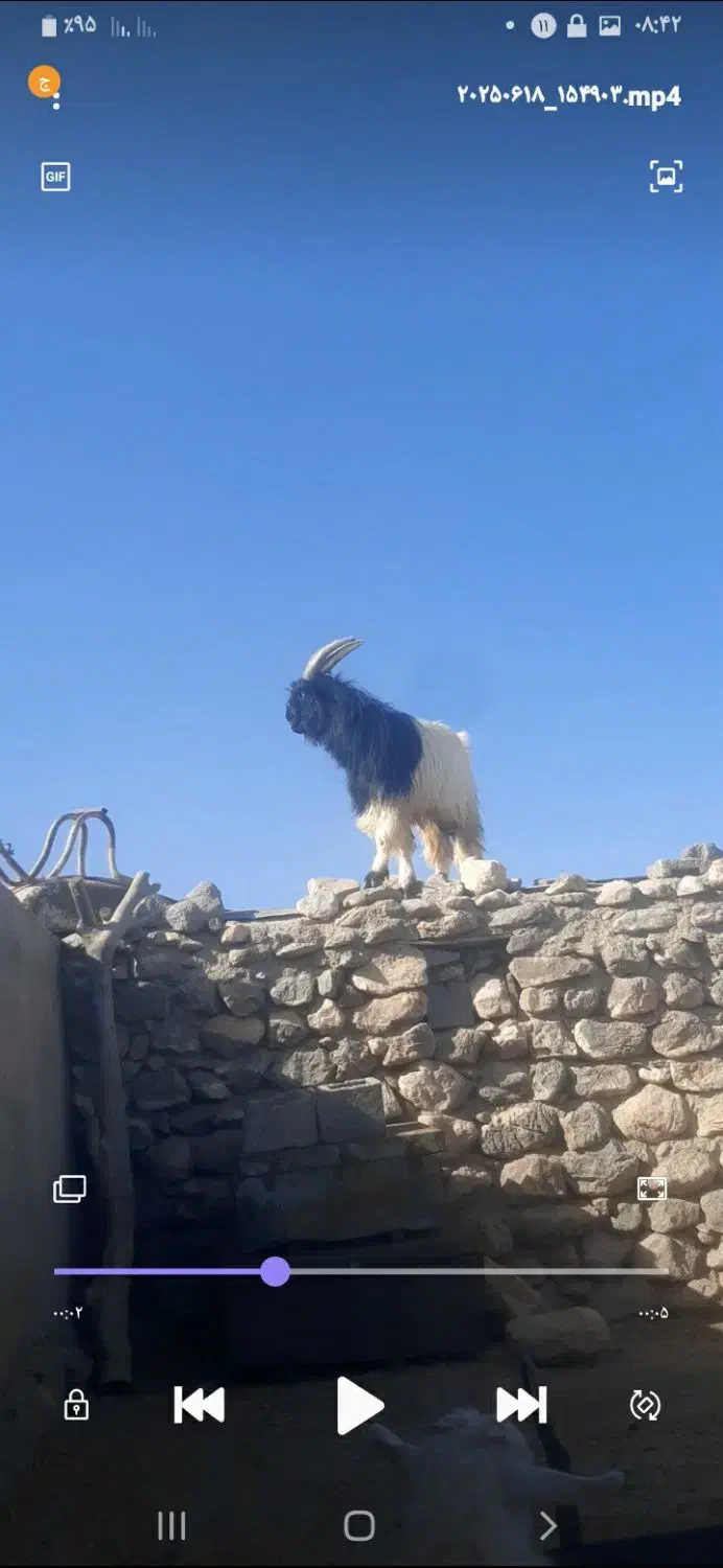 نری بختیاری|حیوانات مزرعه|بافت, |دیوار