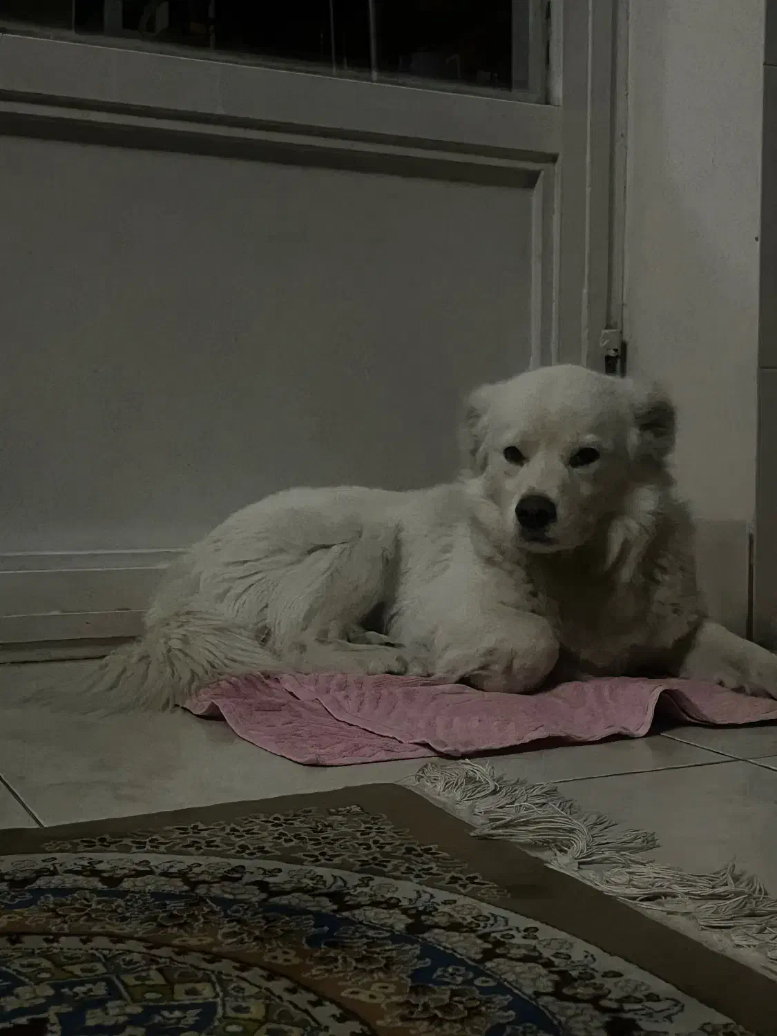 سگ سامویید خندان|سگ|شیراز, تاچارا|دیوار