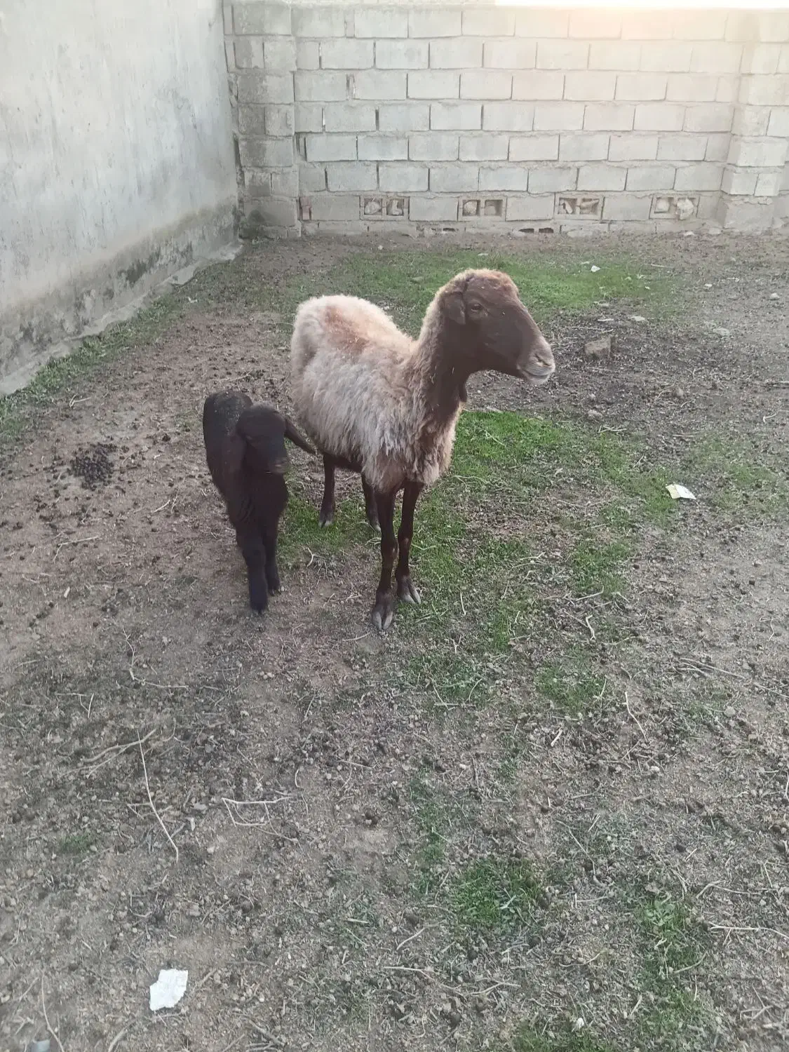 گوسفند بره دار|حیوانات مزرعه|گنبد کاووس, |دیوار