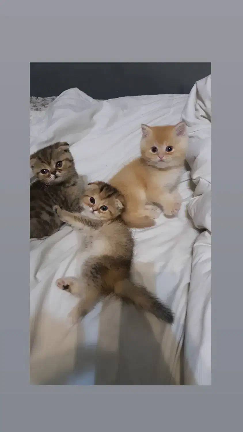 گربه|گربه|تهران, میرداماد|دیوار