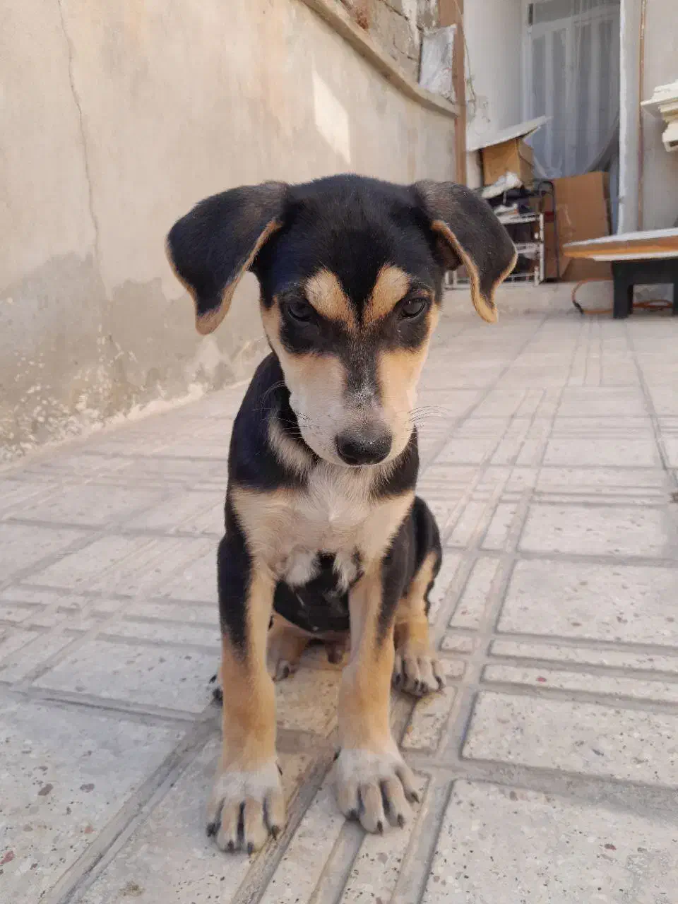 توله دوبرمن|سگ|کرمانشاه, |دیوار