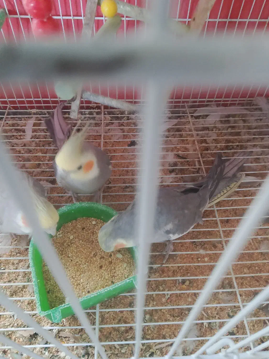 عروس هلندی|پرنده|مشهد, باغون آباد|دیوار