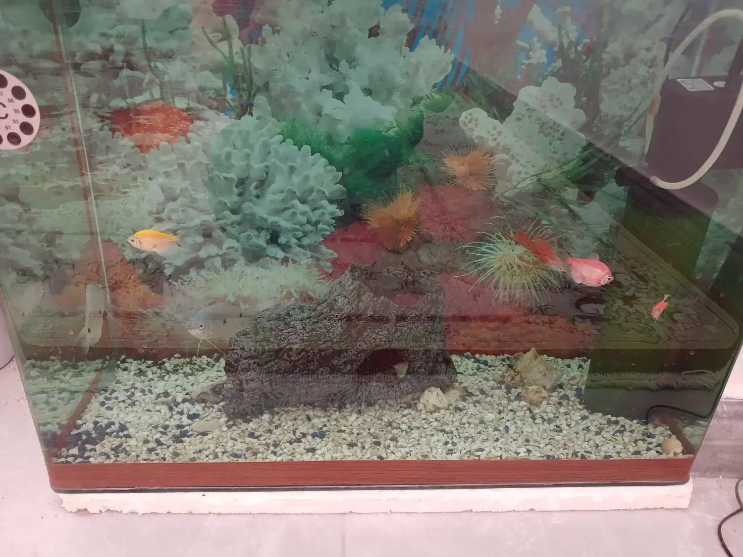 ماهی|ماهی|شاهرود, |دیوار