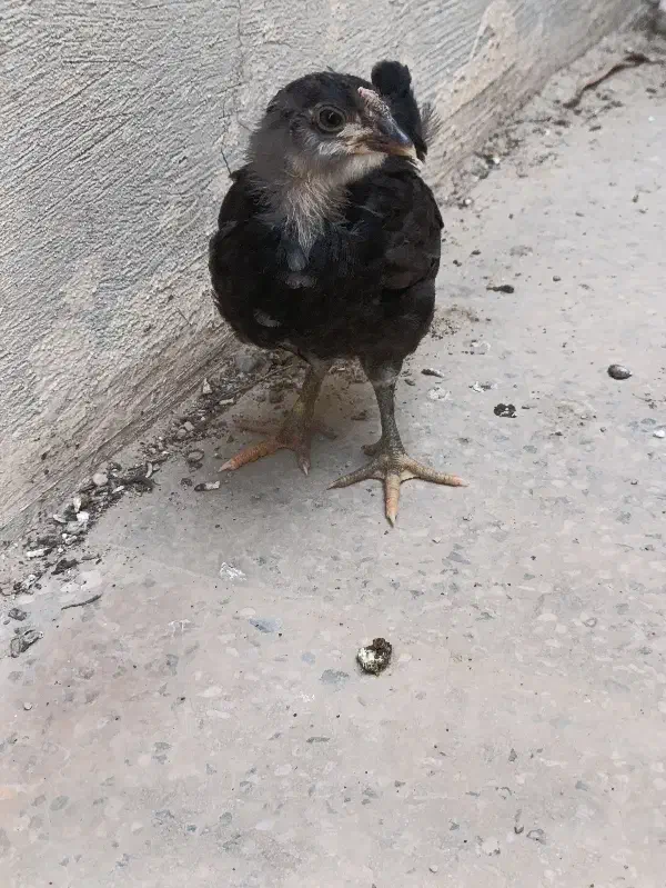 جوجه گلین|حیوانات مزرعه|خورموج, |دیوار