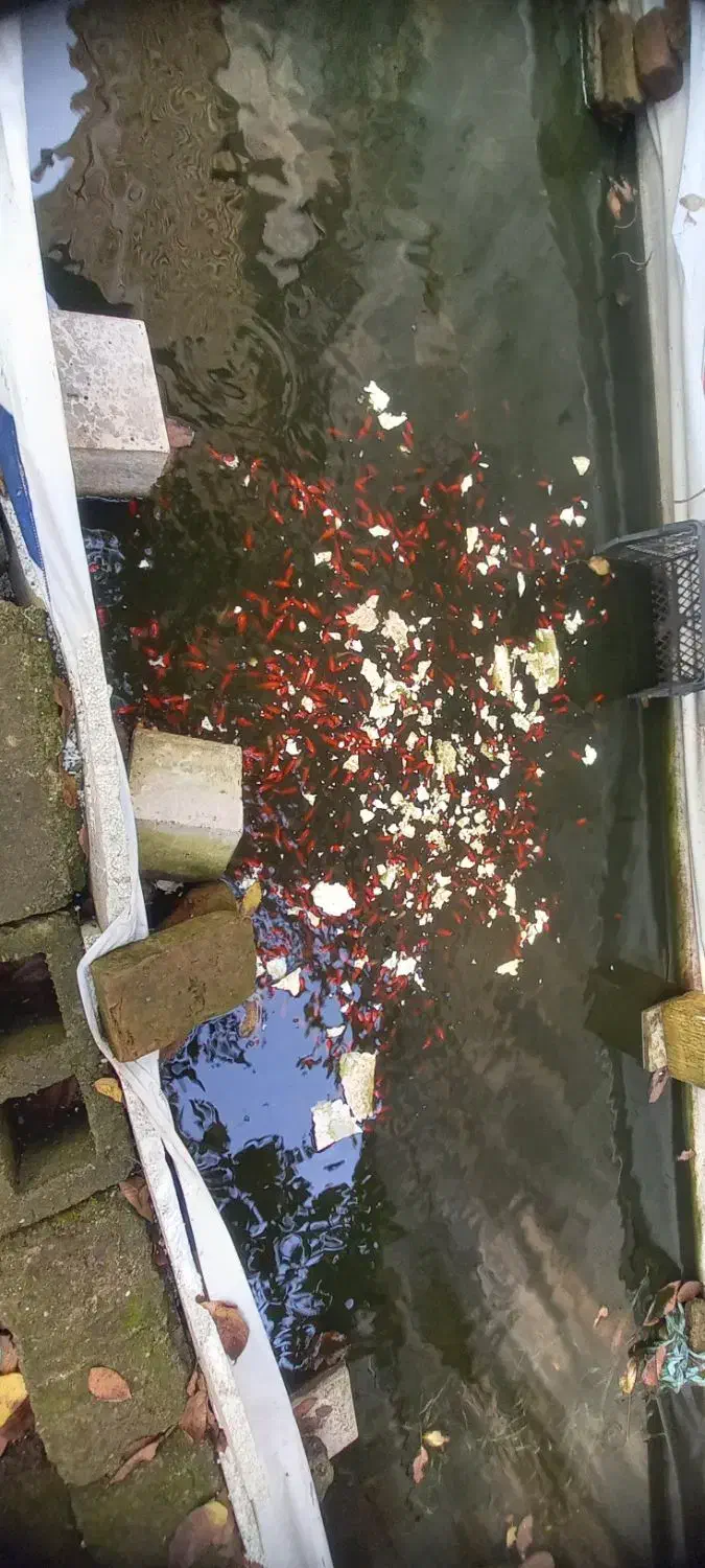 ماهی قرمز شب عید عمده|ماهی|کیش, |دیوار