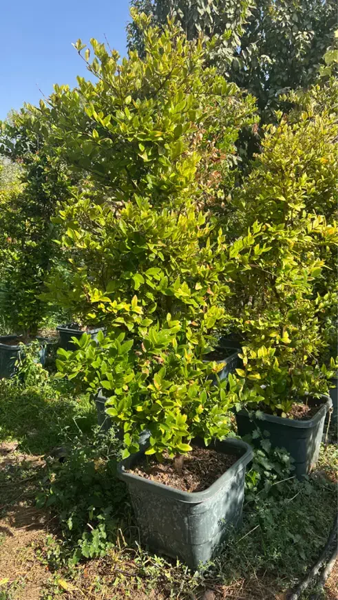 یاس هلندی|گل و گیاه طبیعی|محمدشهر, کوی بهار|دیوار