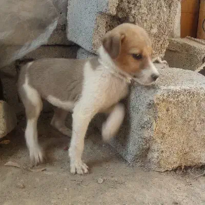 توله برای گله و نگهبانی|سگ|رودخانه, |دیوار