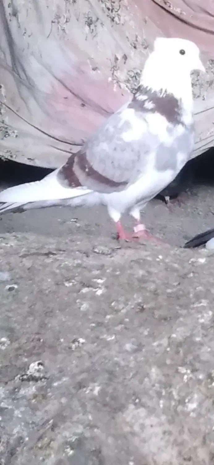 ۴ عدد کبوتر پرشی|پرنده|ایلام, |دیوار