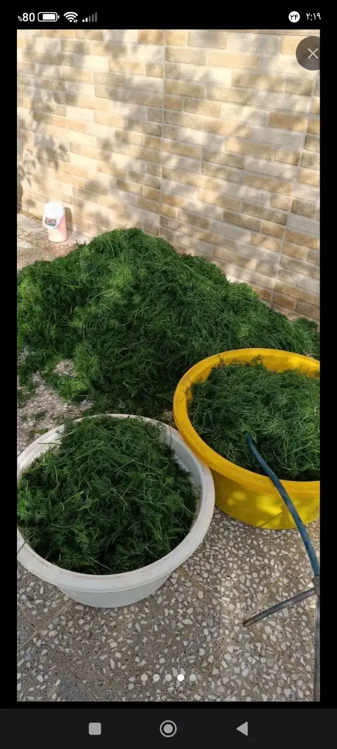 شویدخشک|خوردنی و آشامیدنی|قم, نوبهار|دیوار