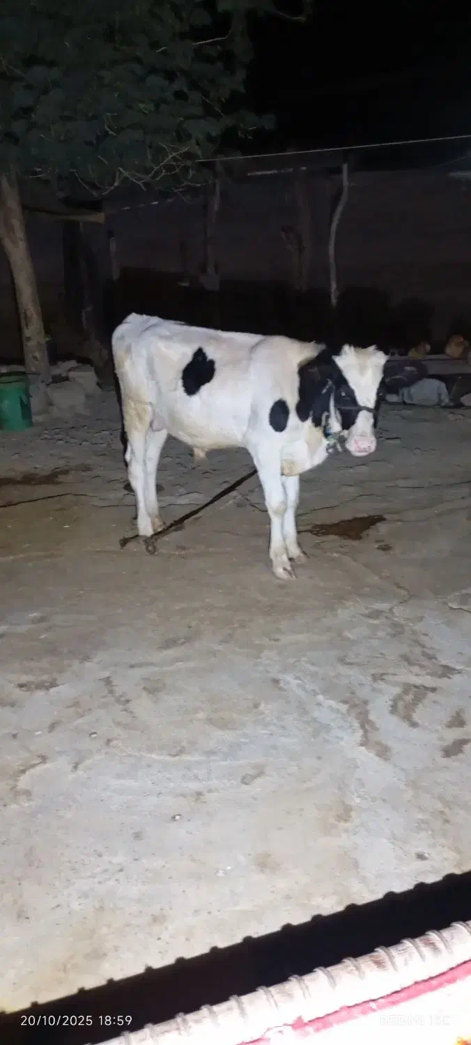 گوساله|حیوانات مزرعه|لالی, |دیوار