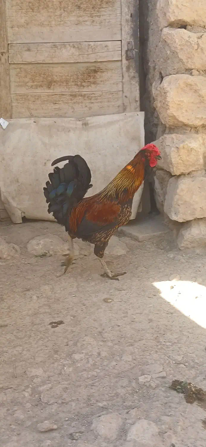 خروس گلین لری|حیوانات مزرعه|قم, علی آباد سعدگان|دیوار