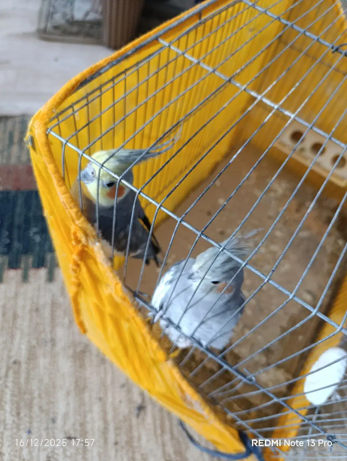 یک جفت عروس هلندی بالق|پرنده|کلاله, |دیوار