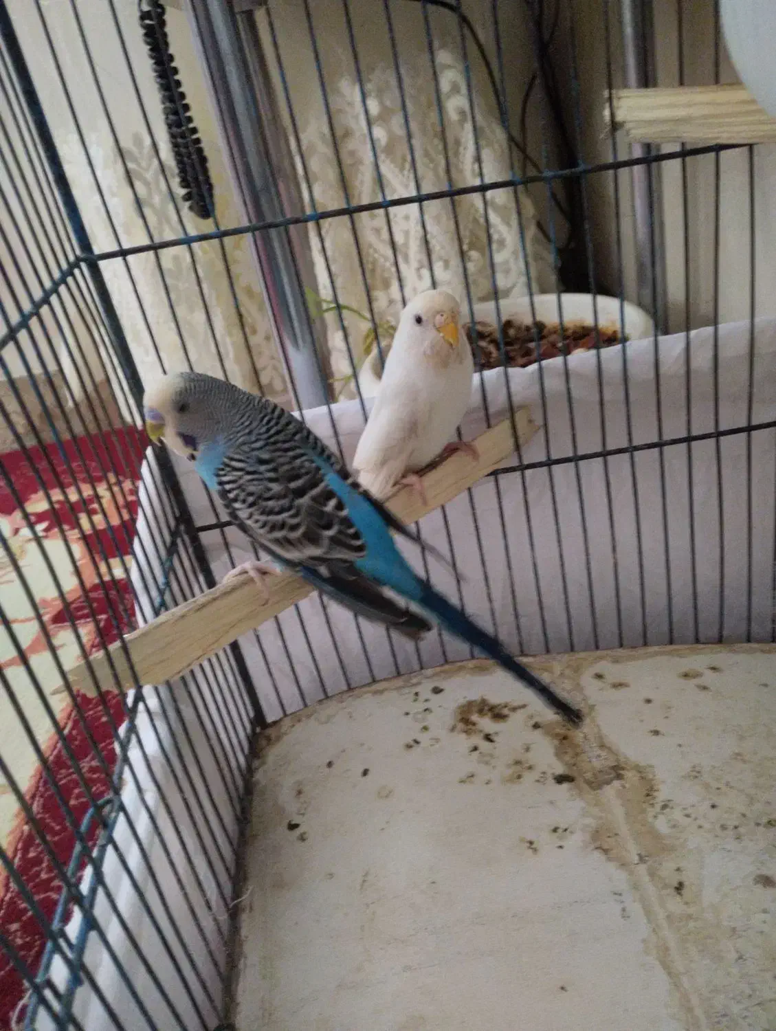 مورغ عشق|پرنده|زبرخان, |دیوار