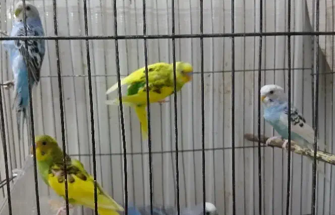 فروش دو جفت مرغ عشق نر و ماده|پرنده|کرج, عظیمیه|دیوار