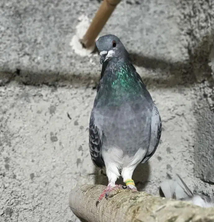 یک جفت کبوتر ماده زور دار|پرنده|ایوان, |دیوار