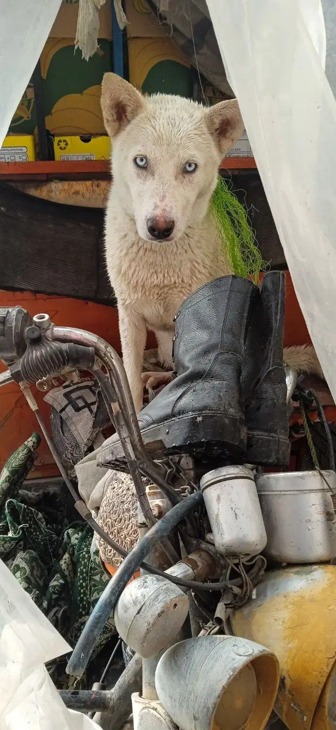 سگ هاسکی|سگ|ارومیه, |دیوار